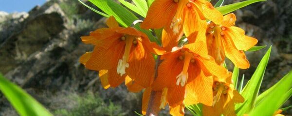 Краснокнижный цветок Айгуль зацвел в Баткене  - Sputnik Кыргызстан