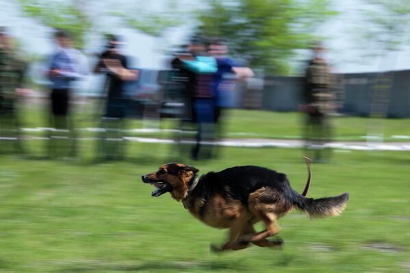Полосу препятствий собака должна преодолеть как можно быстрее - Sputnik Кыргызстан