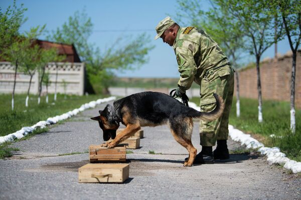 Животных учат находить наркотики и оружие по запаху - Sputnik Кыргызстан