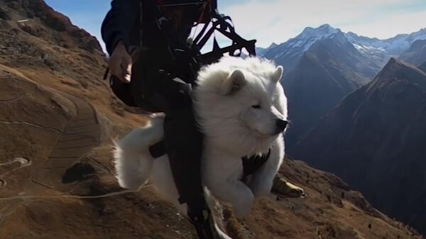 Собака любит летать на параплане с хозяином — видео - Sputnik Кыргызстан
