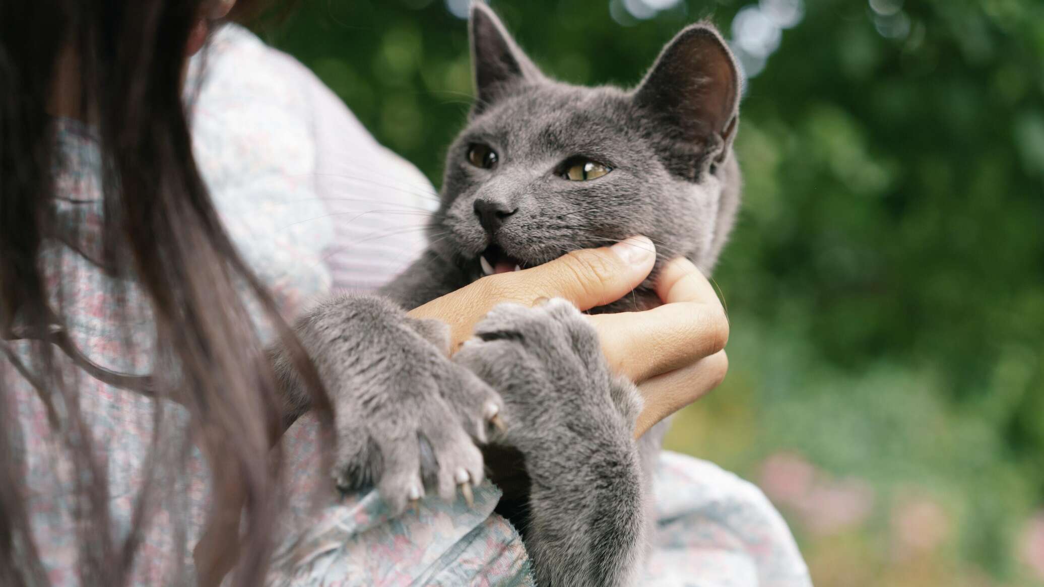 Кошачьи царапины могут вызвать серьезную болезнь — врач - 07.05.2022,  Sputnik Кыргызстан