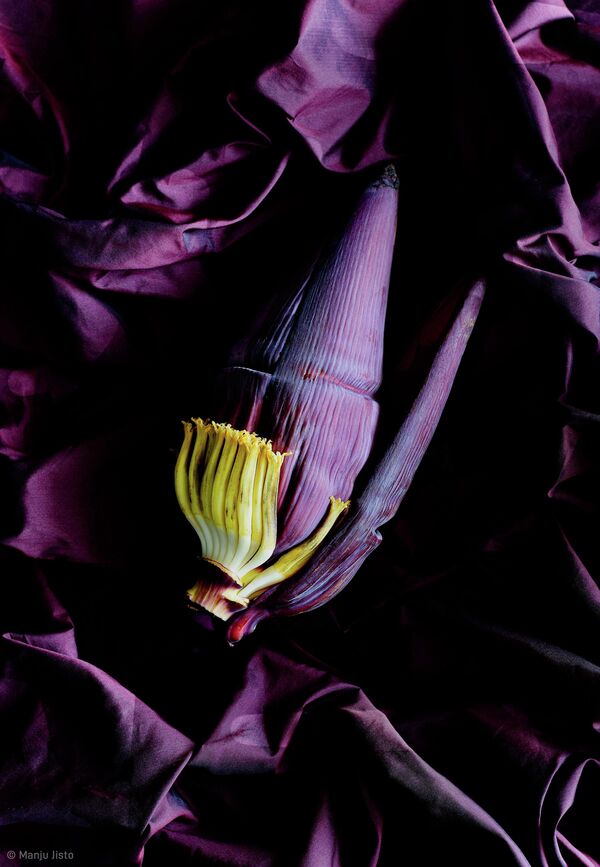 Снимок &quot;Банановый цветок&quot; эмиратского фотографа Манджу Джисто, победившего среди фотографов из стран Персидского залива - Sputnik Кыргызстан