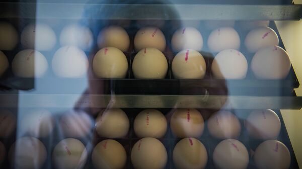 Кеминде бир жылда 10 млн. жөжө басып чыгара турган инкубатор салынат - Sputnik Кыргызстан