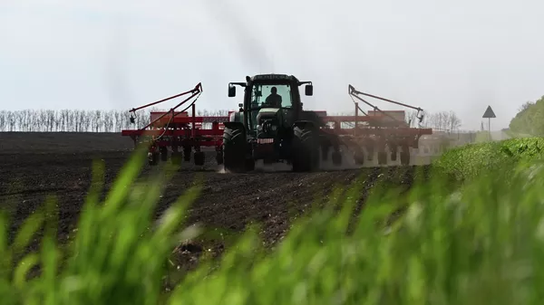 Спаржа экспорту. Архив - Sputnik Кыргызстан