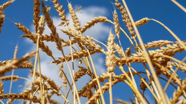 Пшеничное поле. Архивное фото - Sputnik Кыргызстан