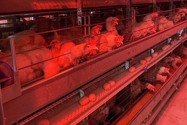 Птицеводы рассказали, что из-за ввоза в страну куриных яиц контрабандным путем отечественные птицефабрики несут убытки - Sputnik Кыргызстан