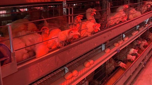 Курицы на птицефабрике. Архивное фото - Sputnik Кыргызстан