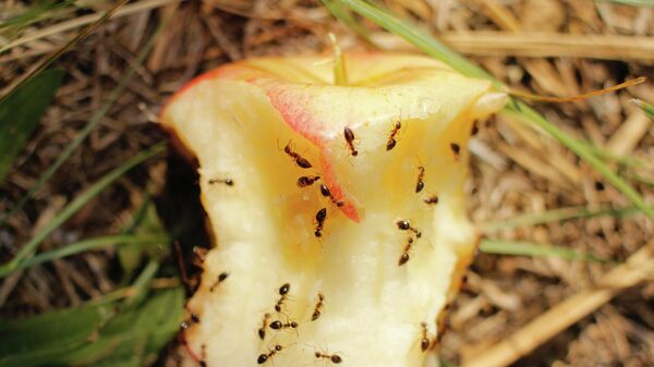 Муравьи на огрызке яблока. Архивное фото - Sputnik Кыргызстан