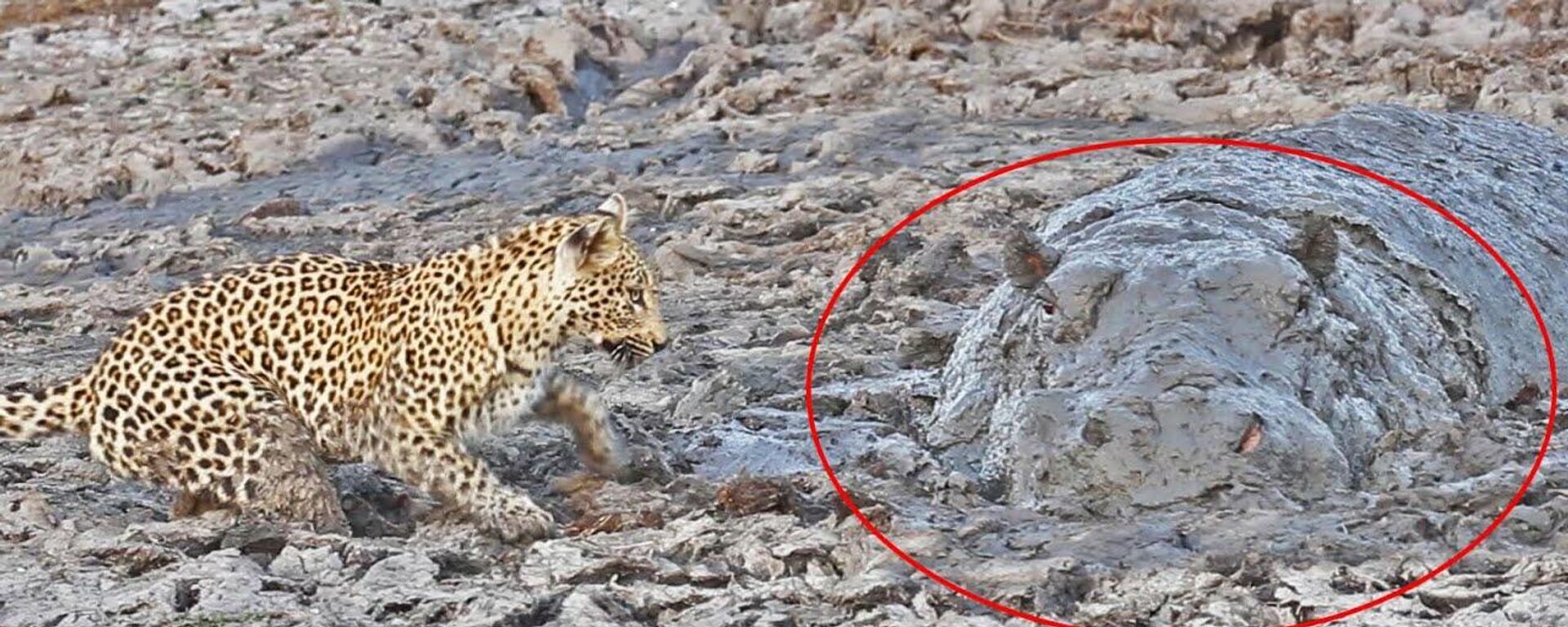 Бегемота и не приметил — ночная охота леопарда в грязи. Видео - Sputnik Кыргызстан, 1920, 26.05.2022