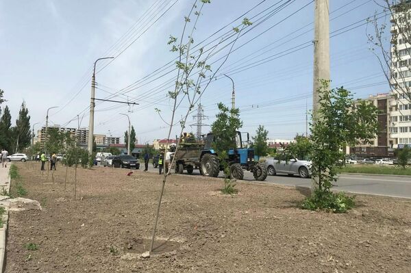 Бишкек шаарынын бир нече жери жашылдандырылып жатканын муниципалитеттин маалымат кызматы кабарлады - Sputnik Кыргызстан
