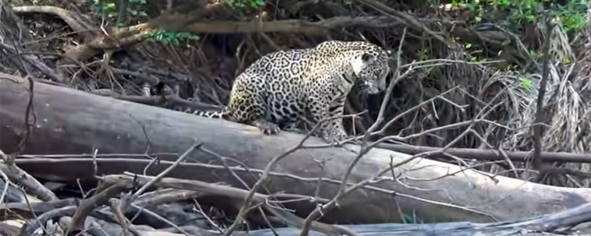 Выдры прогнали ягуаров с озера — видео - Sputnik Кыргызстан, 1920, 30.05.2022