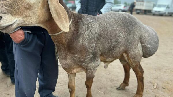Выставка породы овец Арашан в селе Кок-Джар Аламудунского района - Sputnik Кыргызстан