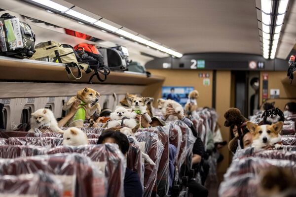 Пассажиры держат своих собак во время поездки на сверхскоростном поезде Синкансэн из Токио в курортный город Каруидзава (Япония) - Sputnik Кыргызстан