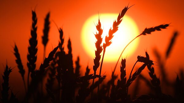 Сбор урожая зерна. Архивное фото - Sputnik Кыргызстан