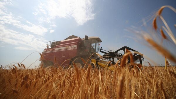 Уборка урожая пшеницы в поле. Архивное фото - Sputnik Кыргызстан