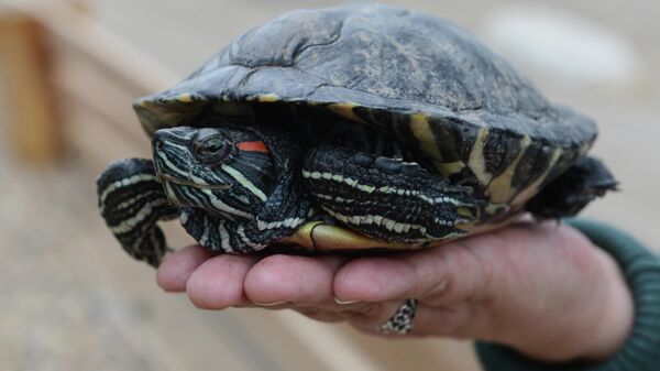 Красноухая черепаха. Архивное фото - Sputnik Кыргызстан