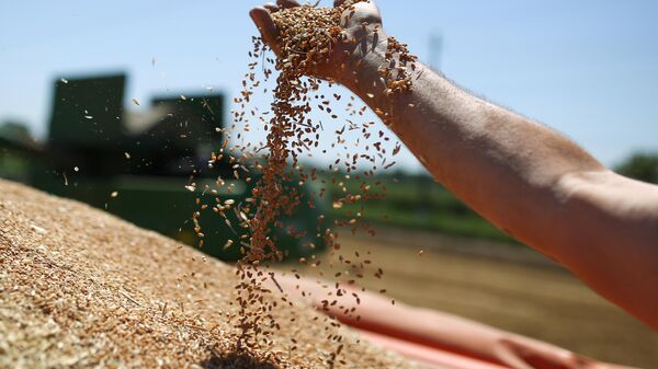 Зерна пшеницы. Архивное фото - Sputnik Кыргызстан
