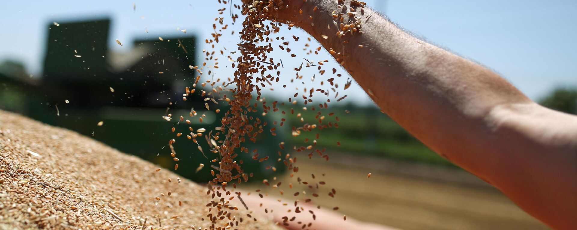 Зерна пшеницы во время уборки урожая. Архивное фото - Sputnik Кыргызстан, 1920, 29.03.2023