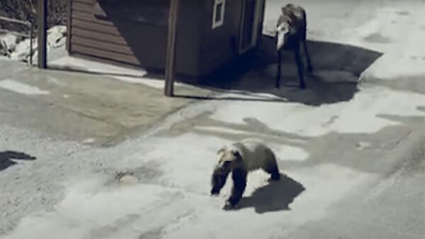Лосиха мстит медведю за убитого лосенка — видео - Sputnik Кыргызстан