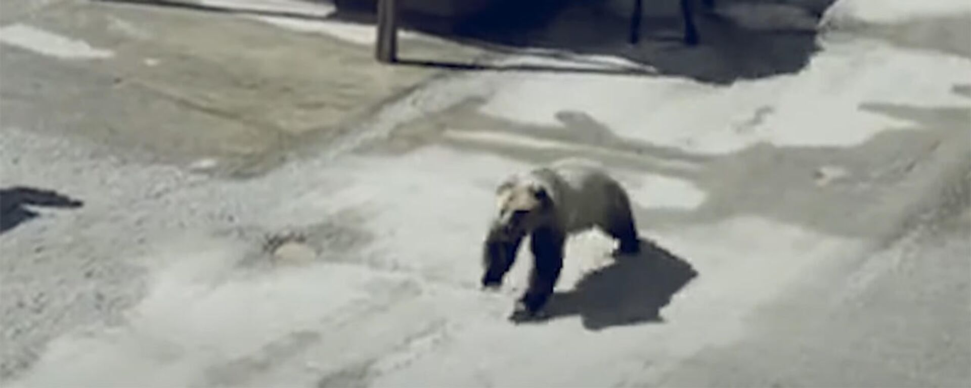 Лосиха мстит медведю за убитого лосенка — видео - Sputnik Кыргызстан, 1920, 10.06.2022