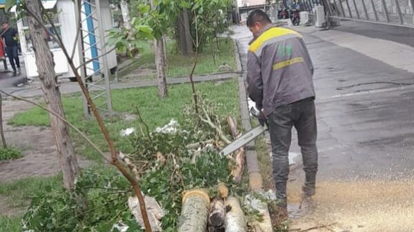 Падение дерева на девочку в Бишкеке - Sputnik Кыргызстан