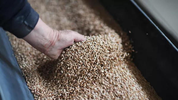 Урожай пшеницы. Архивное фото  - Sputnik Кыргызстан