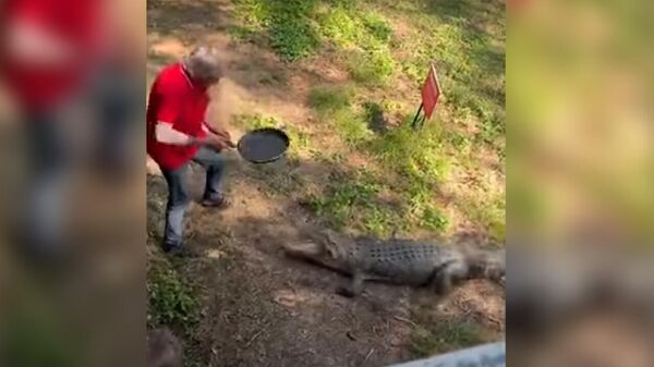 Короого кирип келген крокодилди көмөч казан менен кубалаган кишинин видеосу - Sputnik Кыргызстан