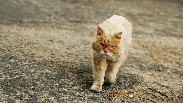 Уличный кот. Архивное фото - Sputnik Кыргызстан