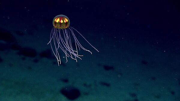 Биолюминесцентная медуза в Тихом океане у острова Сайпан - Sputnik Кыргызстан