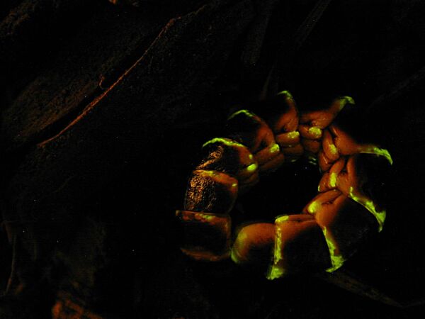 Светлячок Western Glowworm  - Sputnik Кыргызстан
