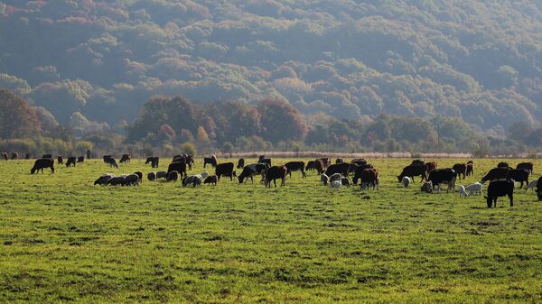 Коровы пасутся на пастбище. Архивное фото - Sputnik Кыргызстан
