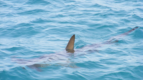 В Турции туристов напугала акула на пляже — ее прогнали шваброй. Видео - Sputnik Кыргызстан