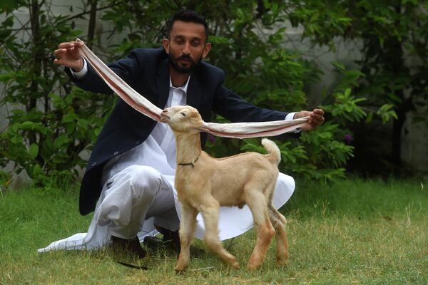 Заводчик Мохаммад Хасан Нарехо демонстрирует своего козленка Симбу в Карачи. Козленок с необычайно длинными ушами стал своего рода медийной звездой в Пакистане, а его владелец претендует на мировой рекорд. - Sputnik Кыргызстан