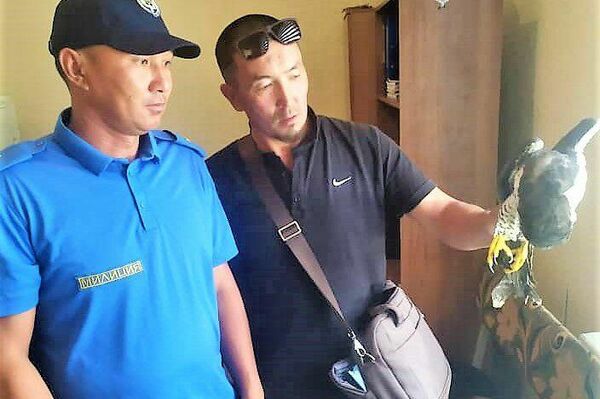 Cотрудники экологической милиции Иссык-Куля обнаружили и изъяли у местного жителя краснокнижную птицу — сапсана - Sputnik Кыргызстан