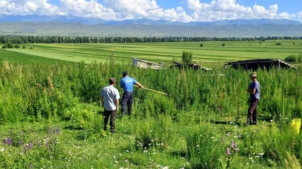 Косьба тонны конопли на Иссык-Куле - Sputnik Кыргызстан