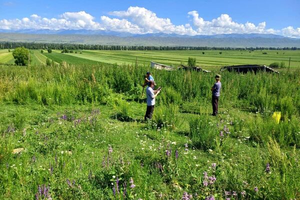 На территории Боз-Учукского айыльного округа Ак-Суйского района выявили 2,19 гектара земли, где она растет - Sputnik Кыргызстан