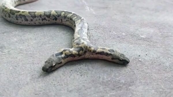 Редчайшую двухголовую змею нашли в Индии — видео - Sputnik Кыргызстан