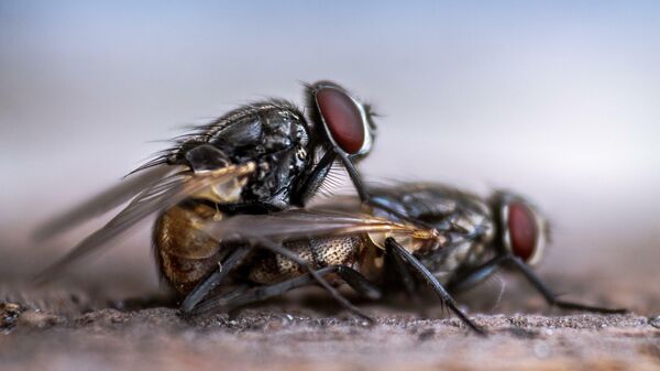 Комнатная мухи во время спаривания. Иллюстративное фото - Sputnik Кыргызстан