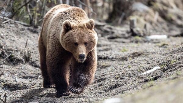 Медведь. Архивное фото - Sputnik Кыргызстан