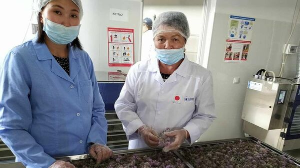Запуск цена по производству эфирного масла и сушке лекарственных растений в Нарыне - Sputnik Кыргызстан