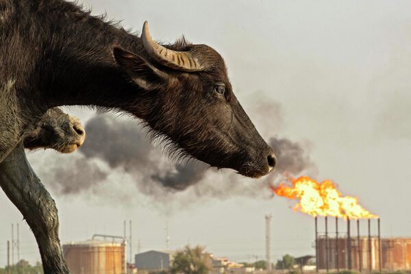 Басра провинциясында (Ирак) тартылган сүрөт. Нефти чыккан жерден кетип бара жаткан буйвол - Sputnik Кыргызстан