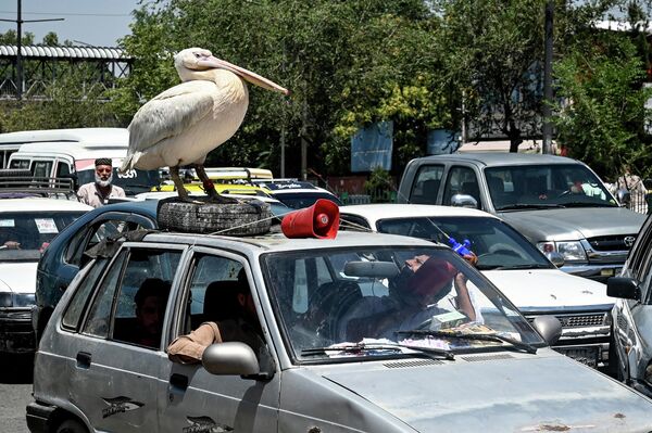 Айдоочу автоунаасынын төбөсүнө отуруп алган пеликанга суу чачып жатат. Кабулдун көчөсү (Афганистан) - Sputnik Кыргызстан