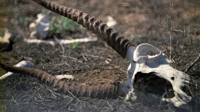 Останки убитого браконьерами сайгака