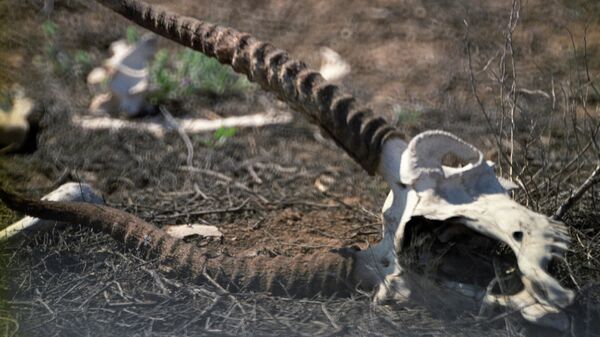 Останки убитого браконьерами сайгака. Архивное фото - Sputnik Кыргызстан
