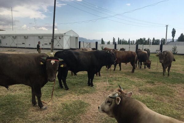 30 июля в Аксыйском районе пограничный наряд обнаружил мужчину, который пытался перегнать 13 голов крупного рогатого скота. 30-летнего жителя села Согот этого района задержали. - Sputnik Кыргызстан