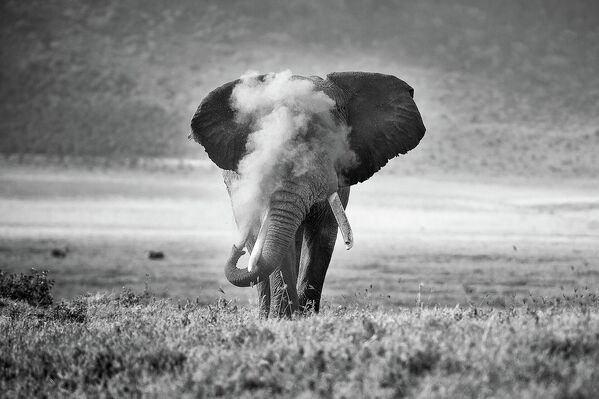 Второе место в категории &quot;Поведение животного&quot; досталось австралийцу Майклу Снедику за фото слона, &quot;купающегося&quot; в пыли - Sputnik Кыргызстан