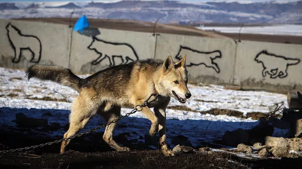 Гибрид собаки и волка. Архивное фото - Sputnik Кыргызстан