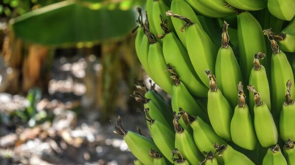 Плоды банана на дереве. Иллюстративное фото - Sputnik Кыргызстан