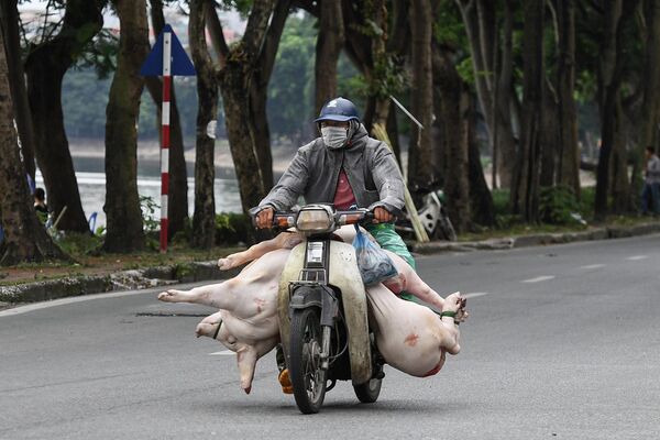 Мужчина везет на мотоцикле свинью по улице Ханоя (Вьетнам) - Sputnik Кыргызстан
