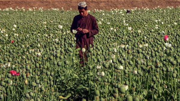 Производство наркотиков в Афганистане - Sputnik Кыргызстан
